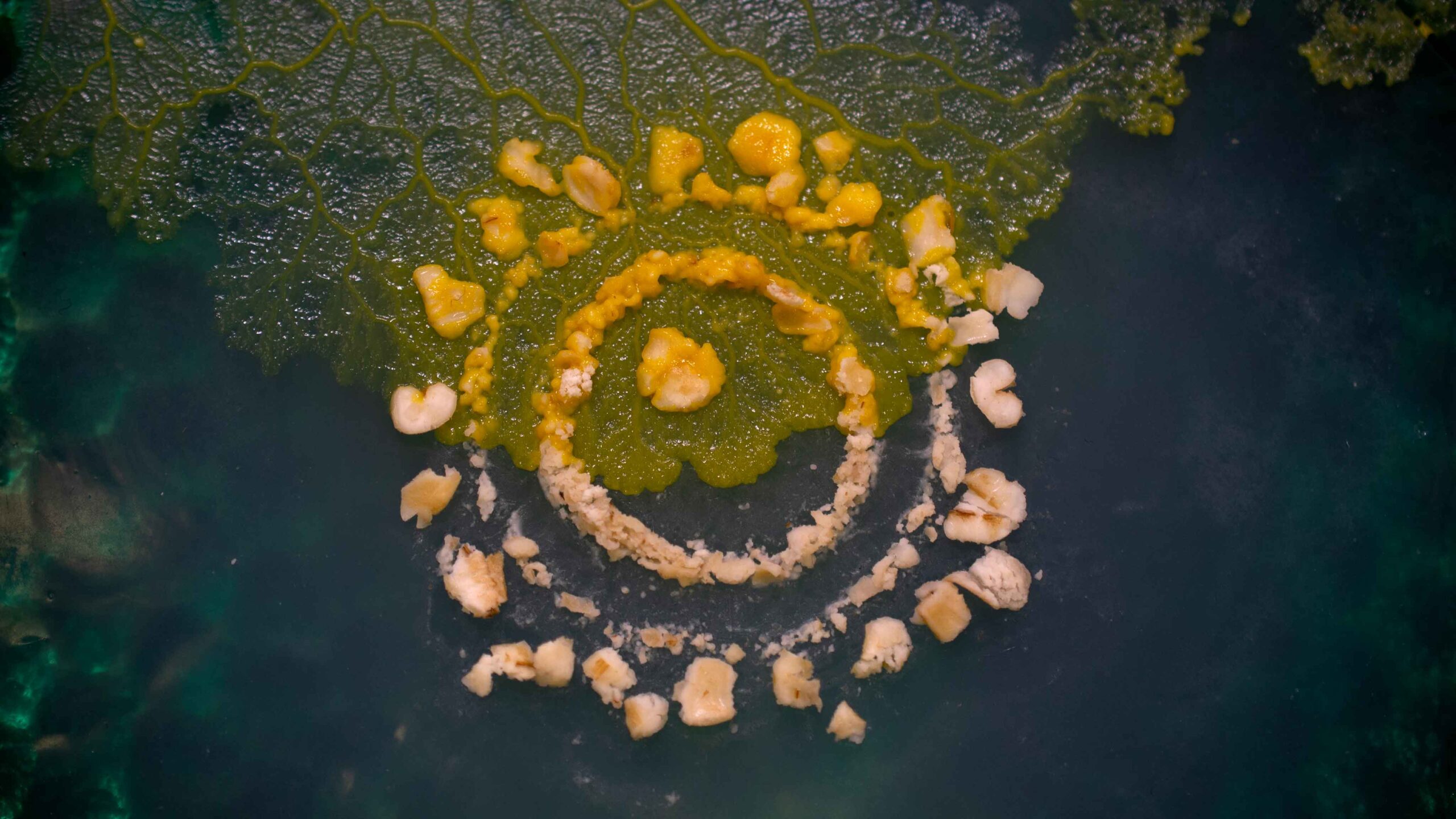 Parveiluitiö etsii rakkautta